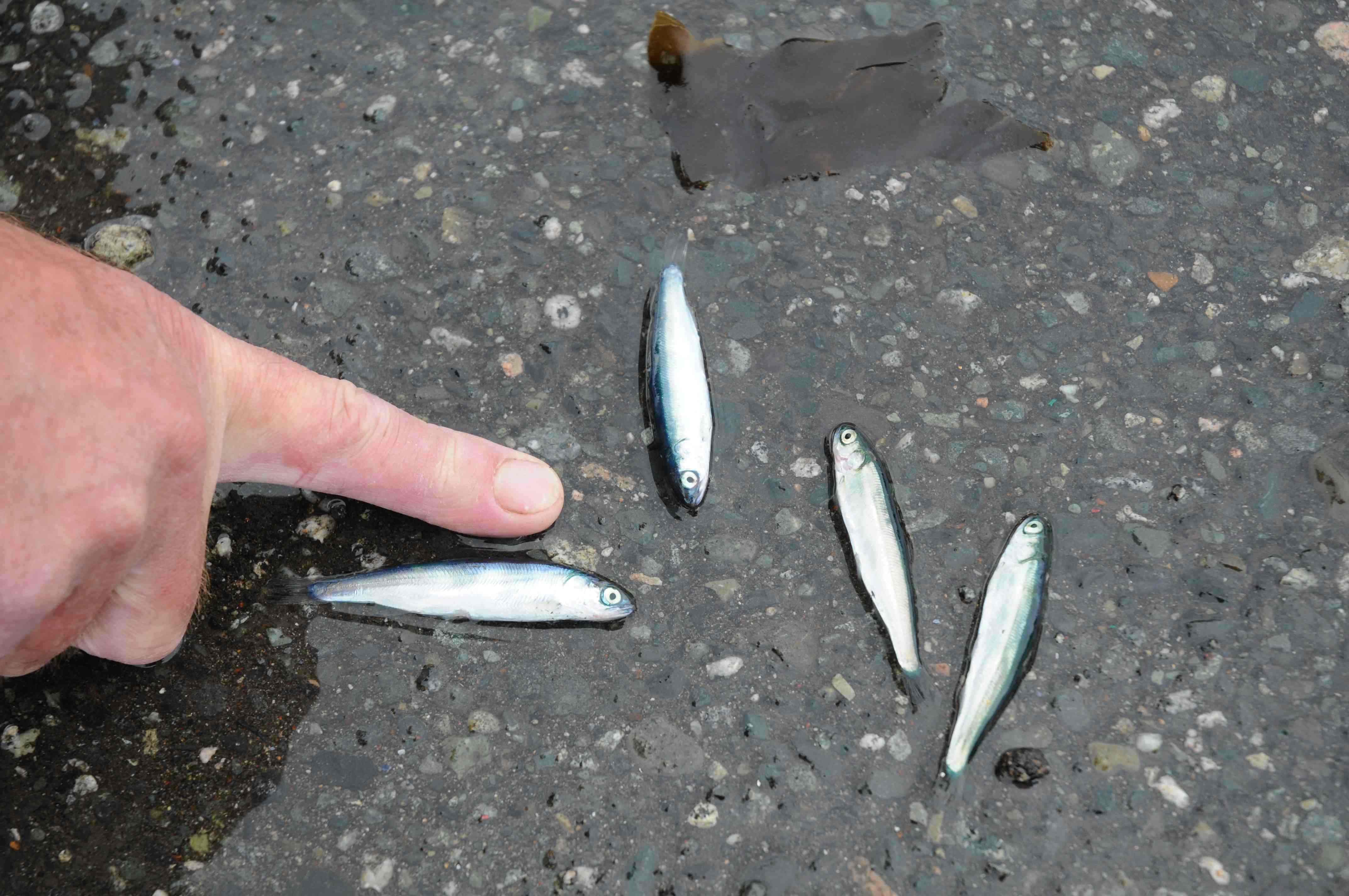 Jackie shot 1 Jackie shot 1