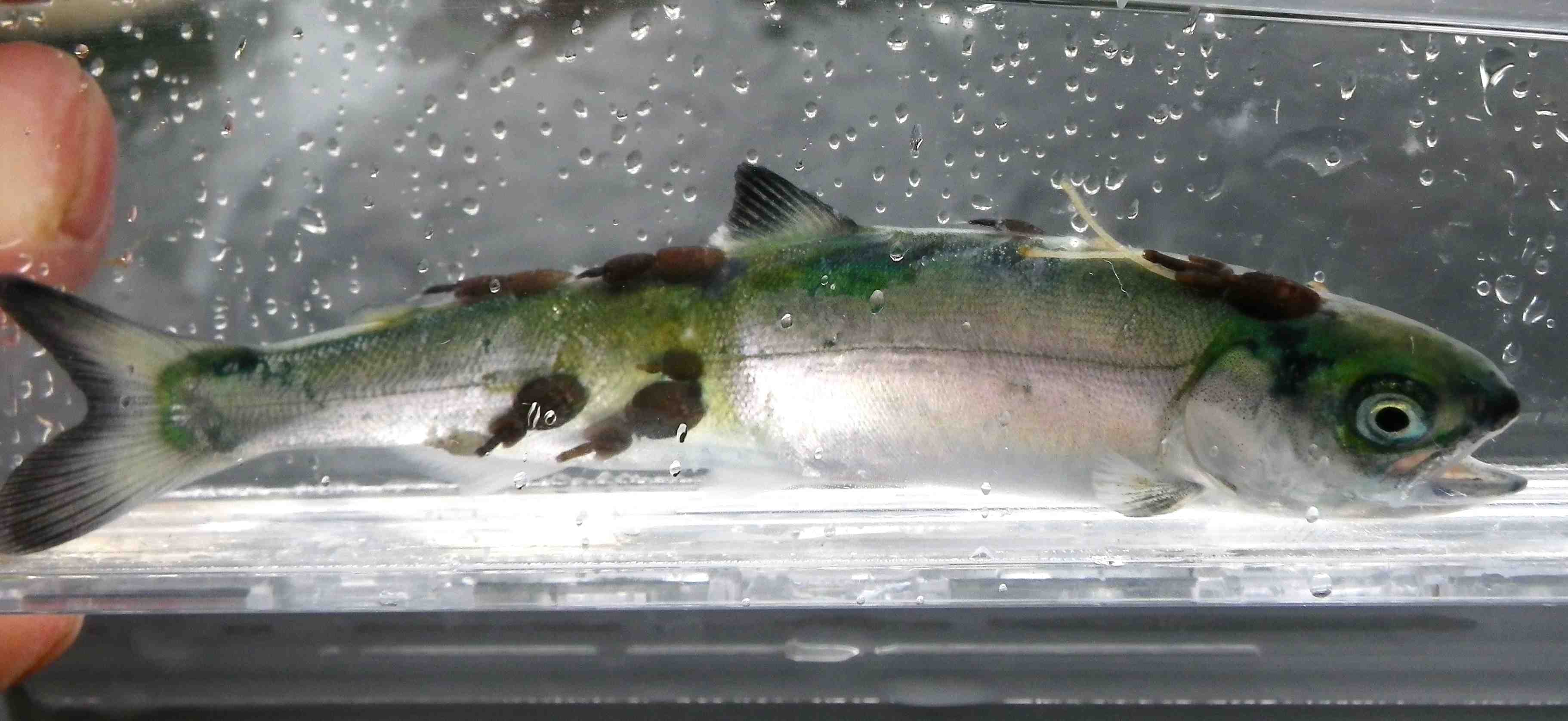 Okisollo May 25 10 Okisollo May 25 10