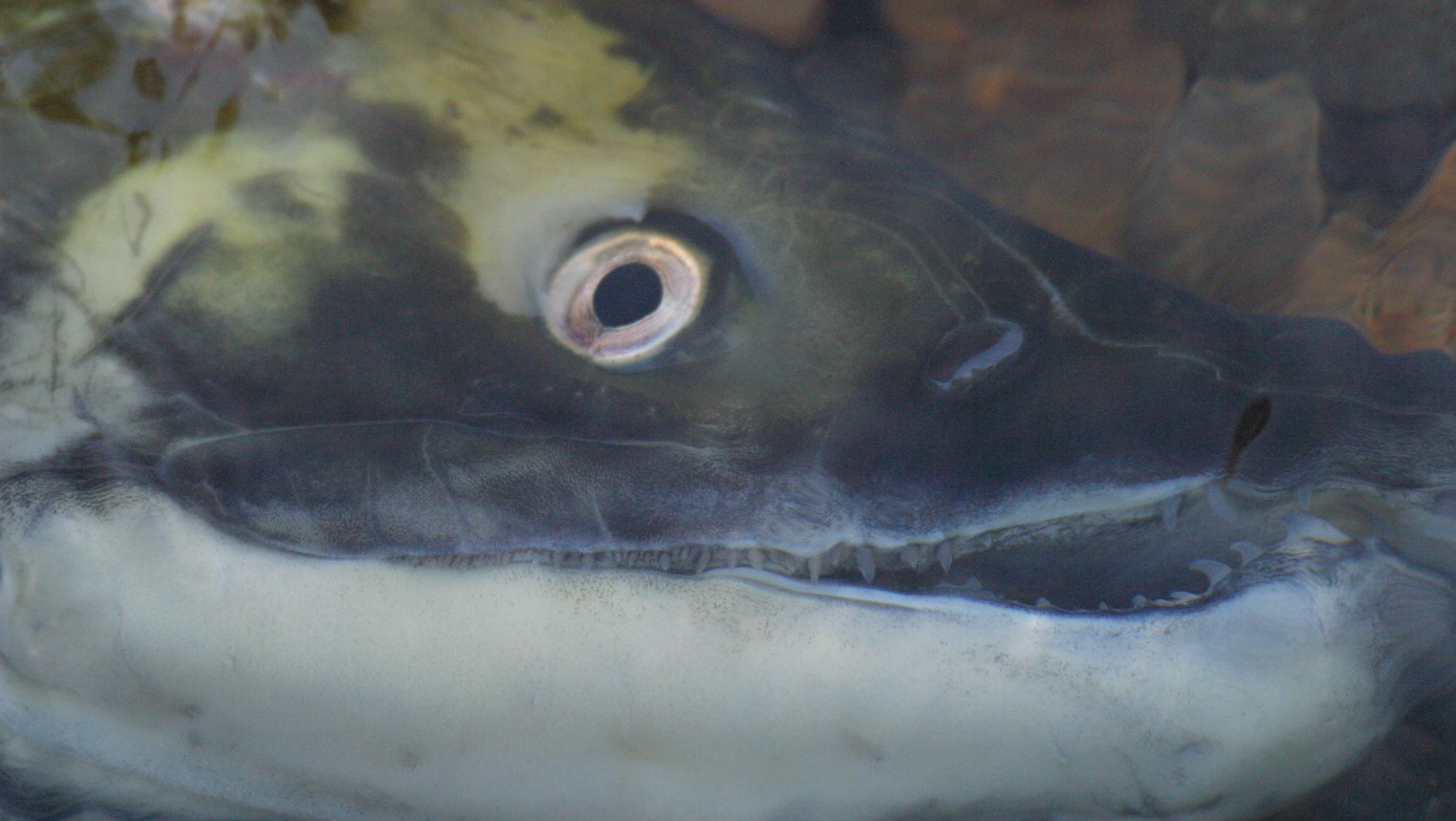 Sockeye face Sockeye face