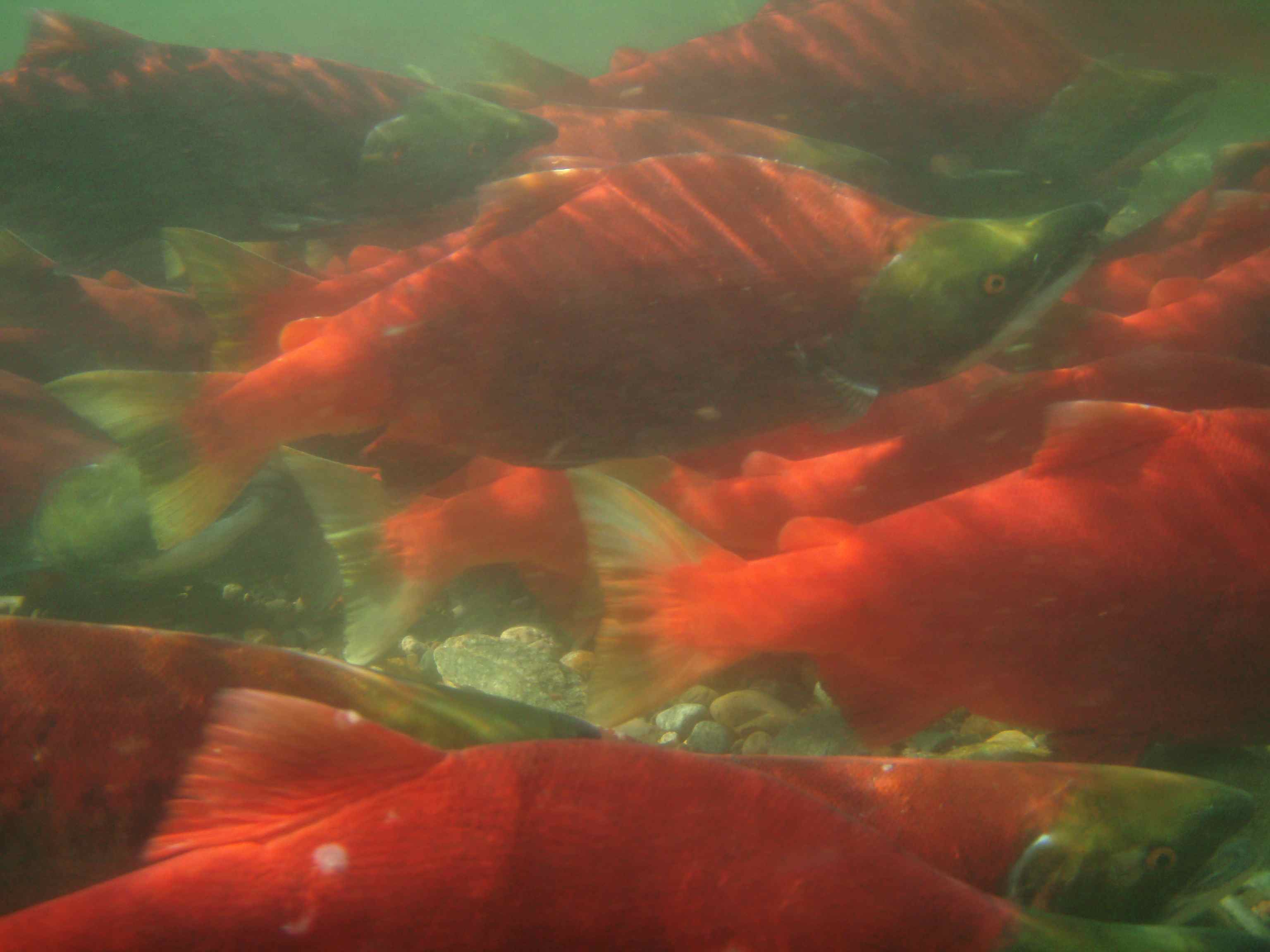 U:wsockeyesun U:wsockeyesun