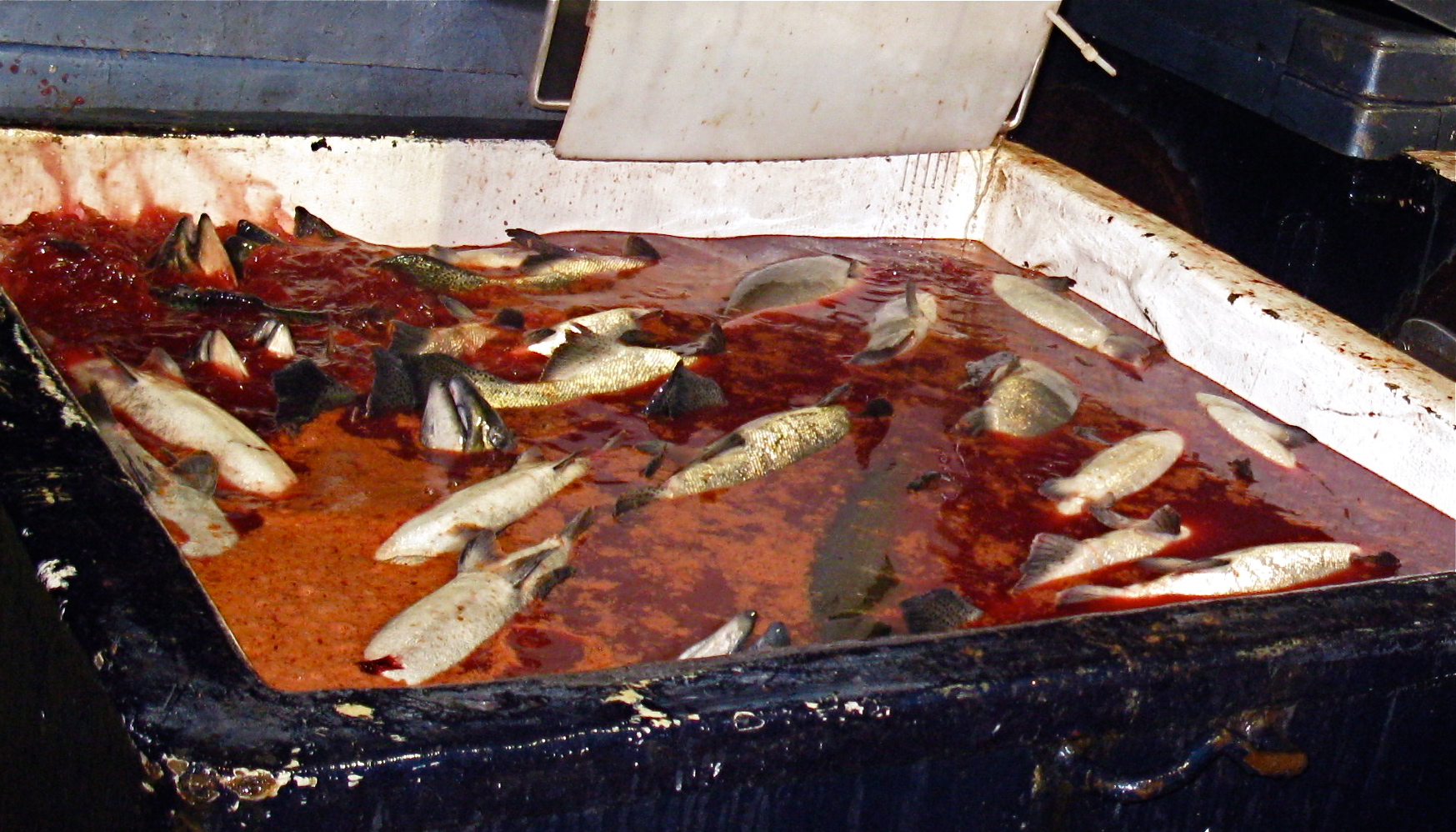 Stunning farm salmon Stunning farm salmon