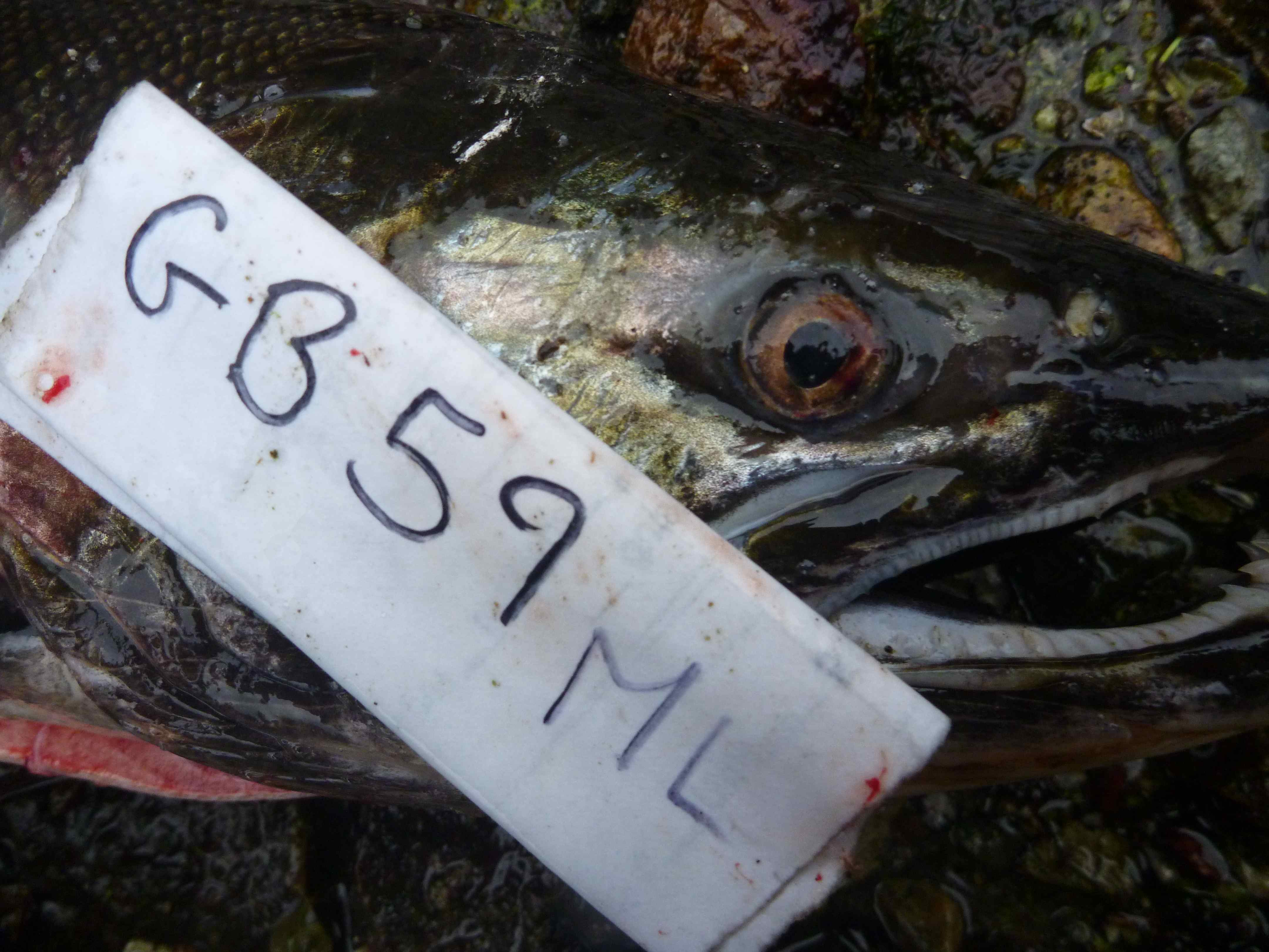 Eye-red, amazing Eye-red, amazing
