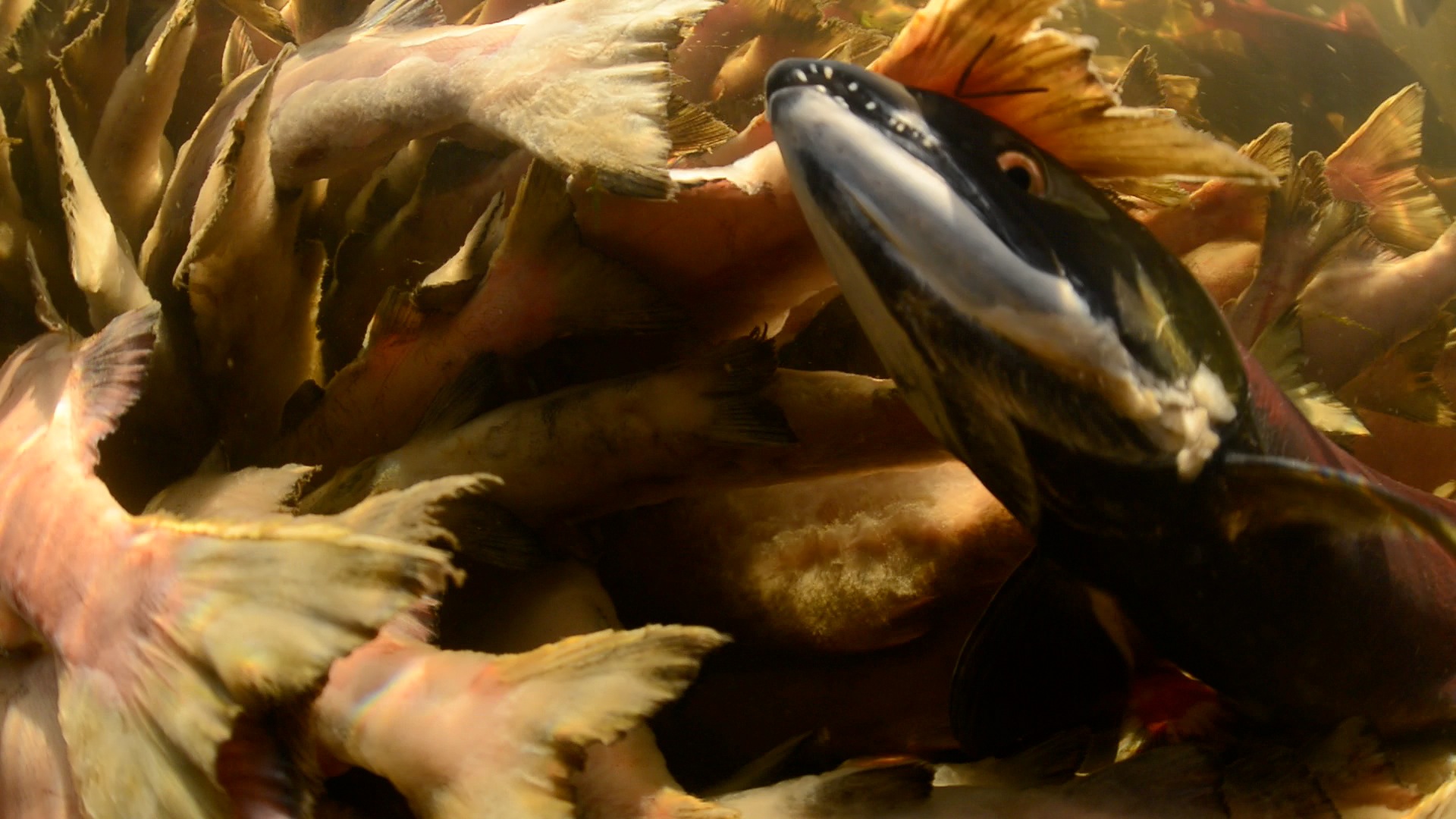 Dieing Sockeye3 Dieing Sockeye3