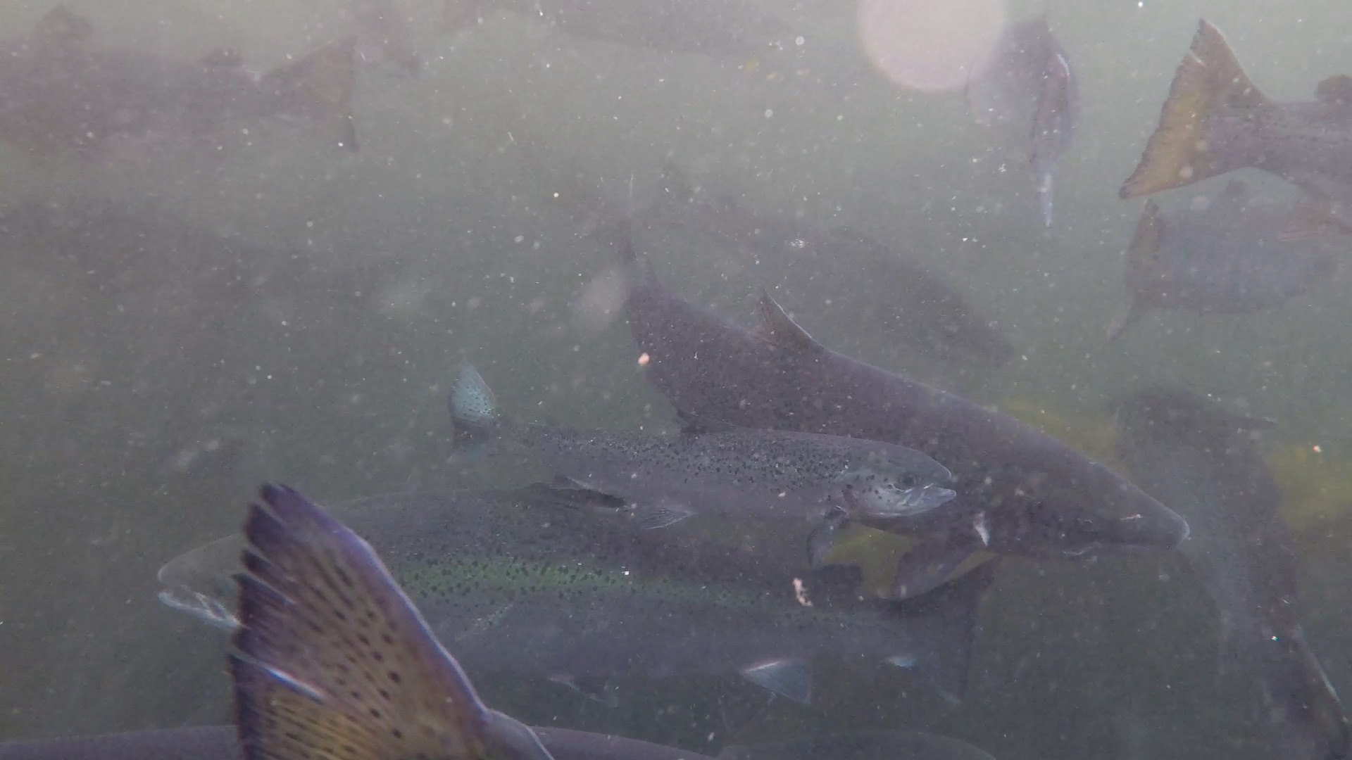 Undersized Althrop Undersized Althrop