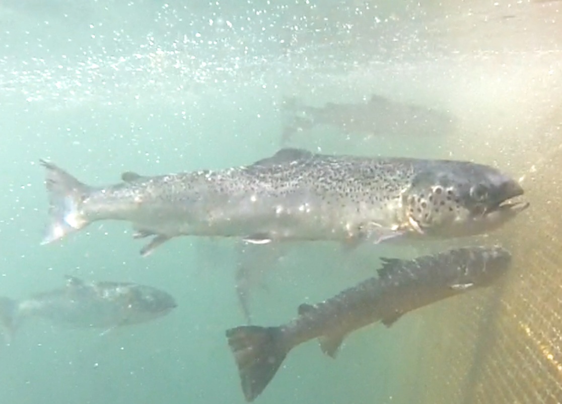 Go Pro Midsummer pimples Go Pro Midsummer pimples