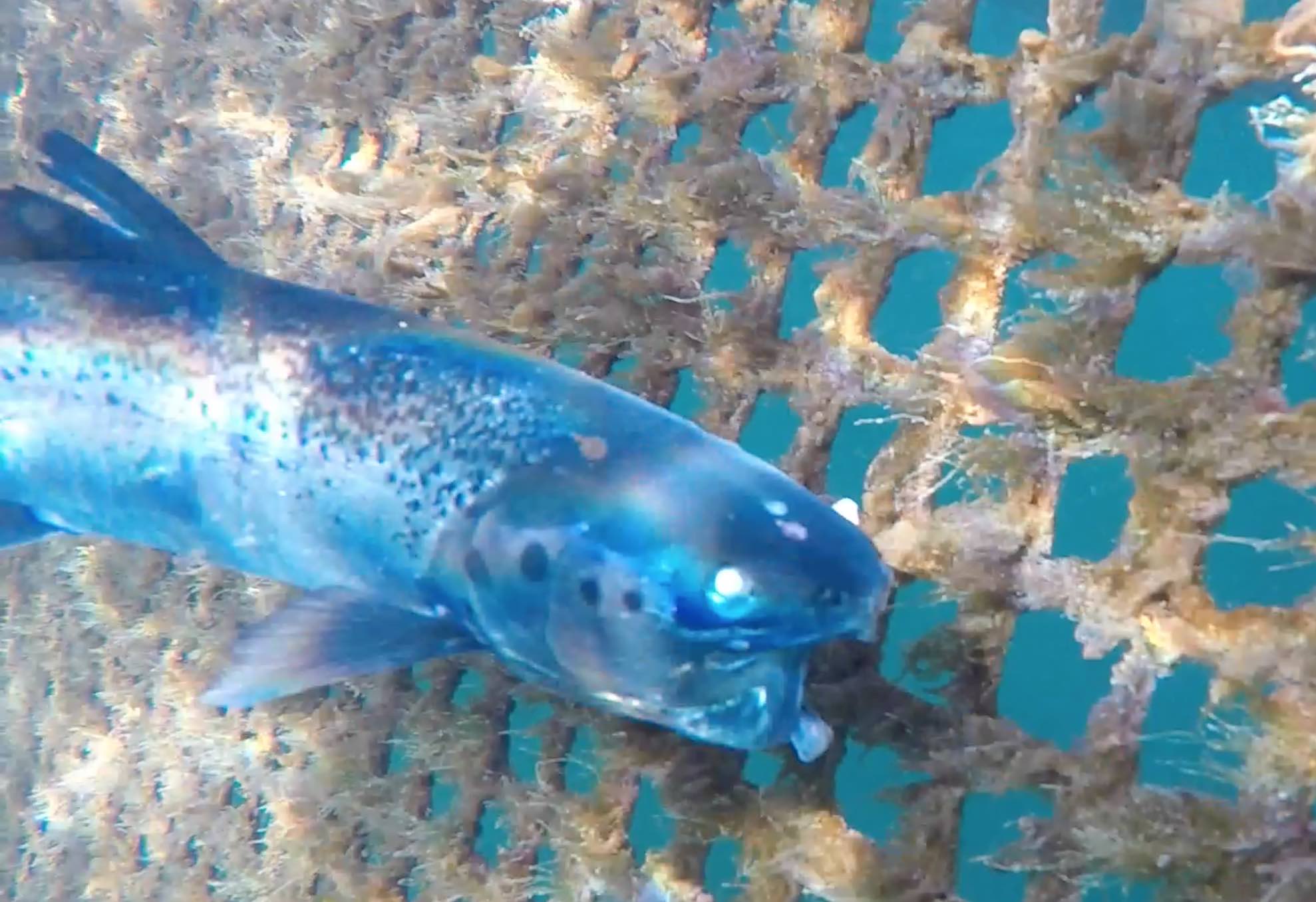 Midsummer Nov 12 blind emaciated Midsummer Nov 12 blind emaciated