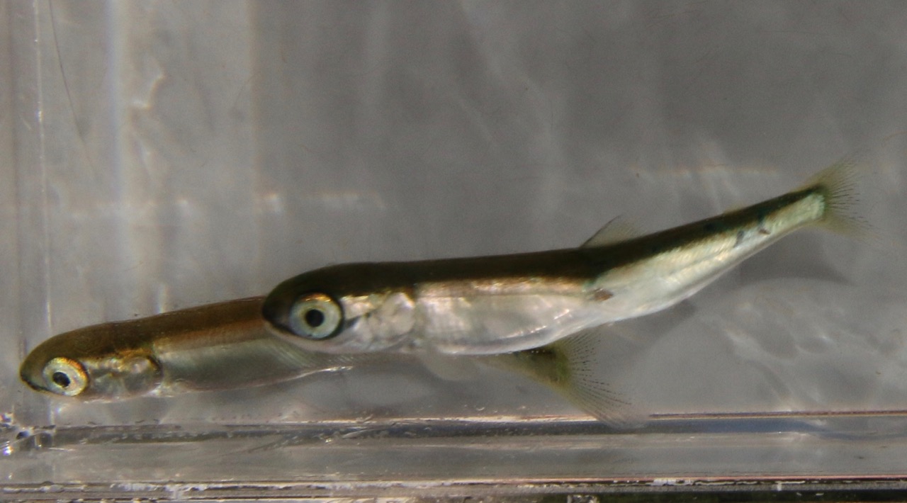 Pink salmon April 2017 sea louse Pink salmon April 2017 sea louse