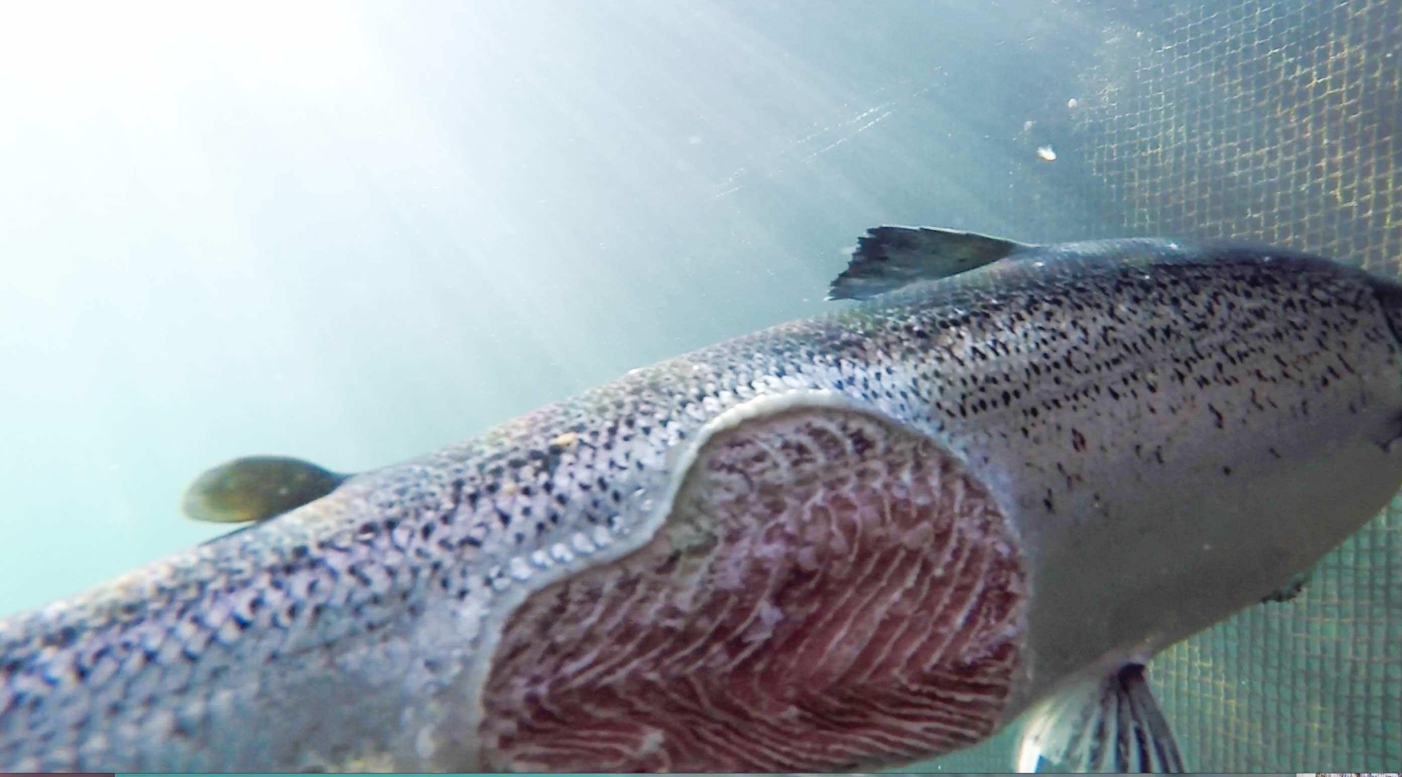 Midsumer Nov 12 open soresm Midsumer Nov 12 open soresm