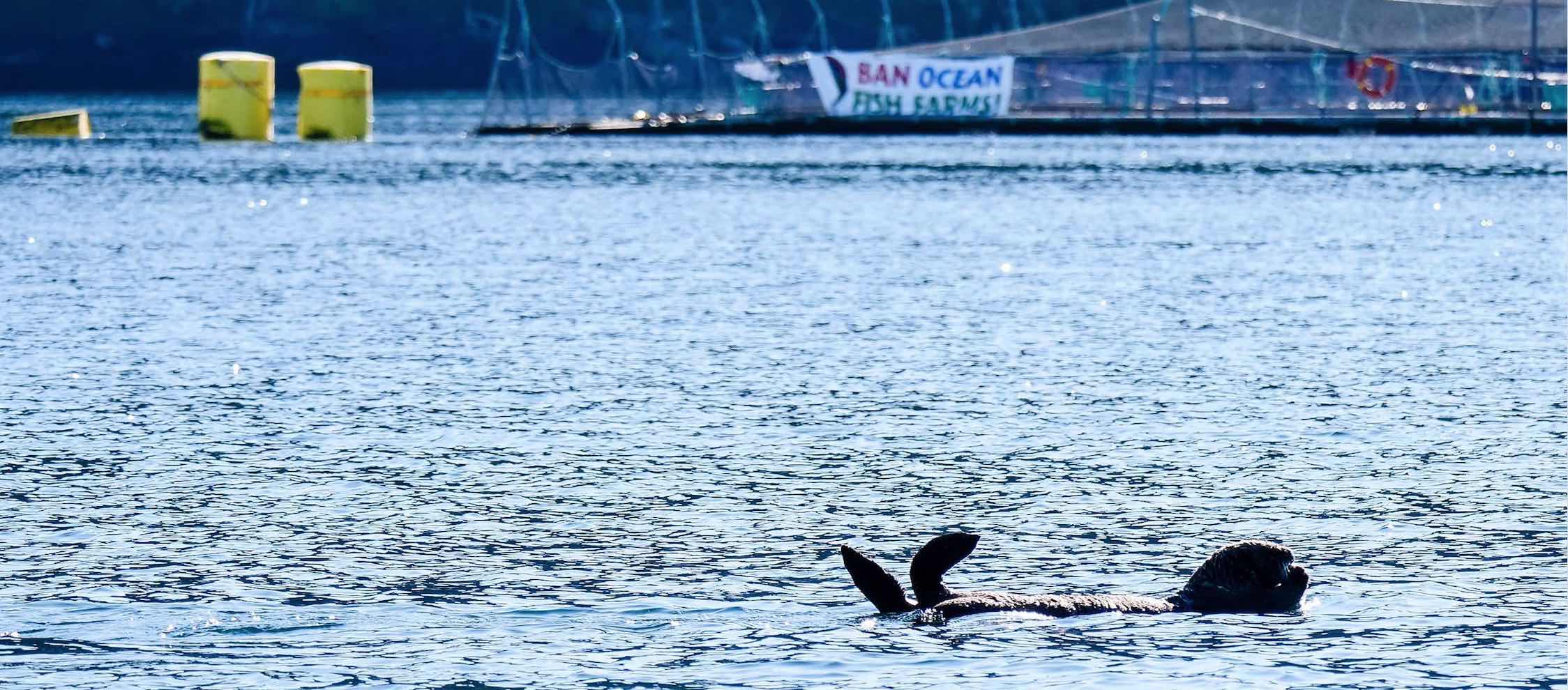 Otter banner Otter banner