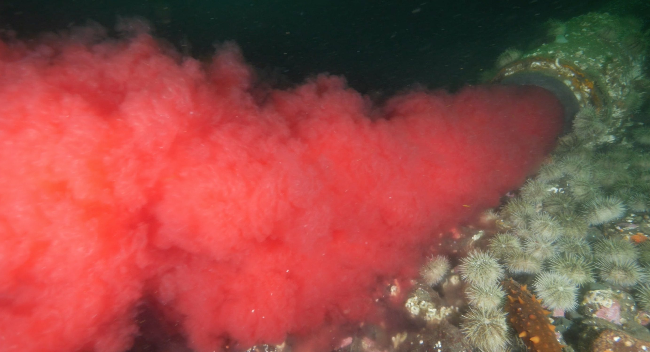 Bloodwater screen shot Bloodwater screen shot