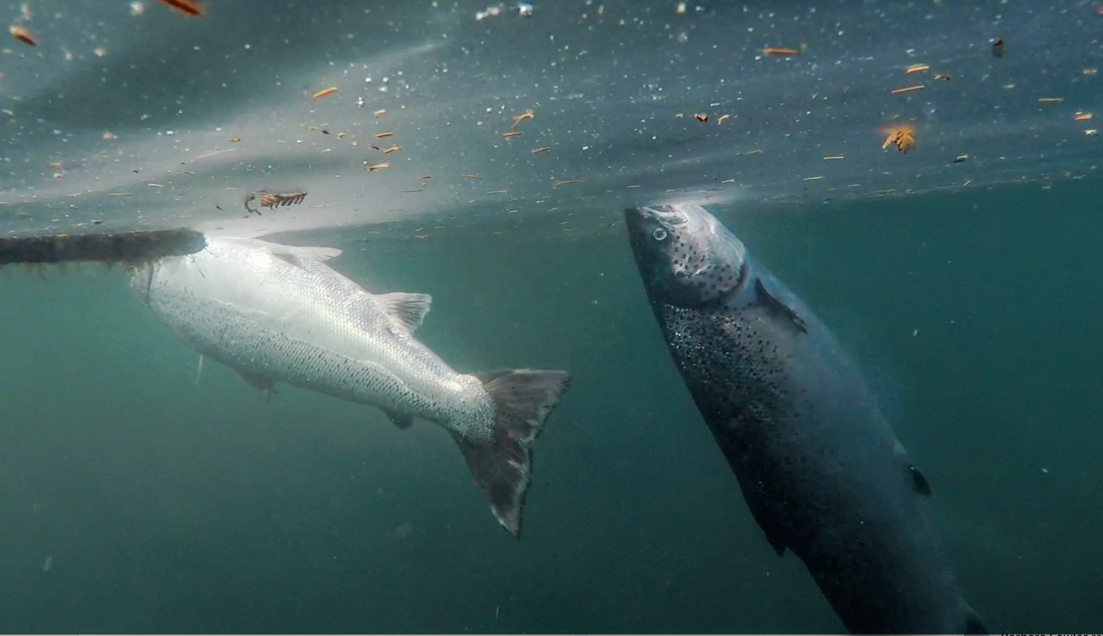 Deadies Swanson Sept 21_2017 Deadies Swanson Sept 21_2017