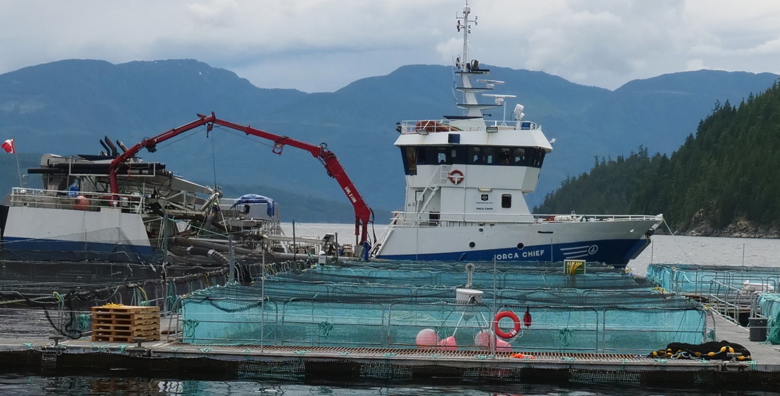 Orac Chief at Shaw Orac Chief at Shaw