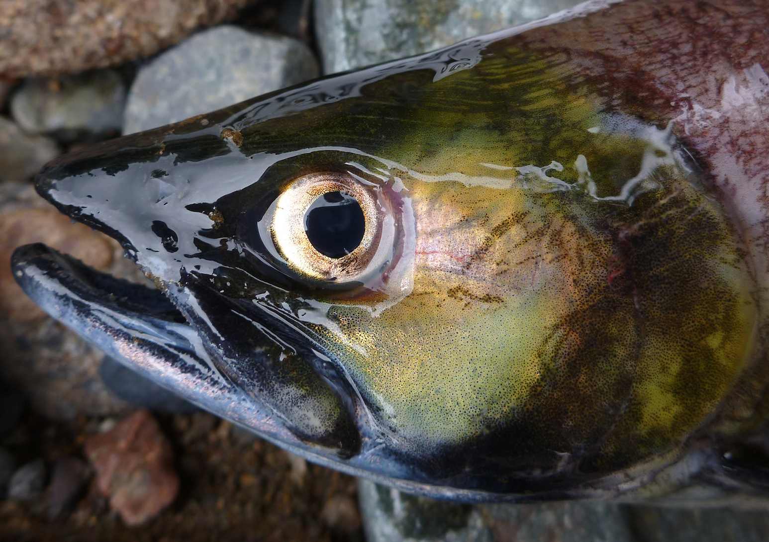 Chilko sockeye Chilko sockeye