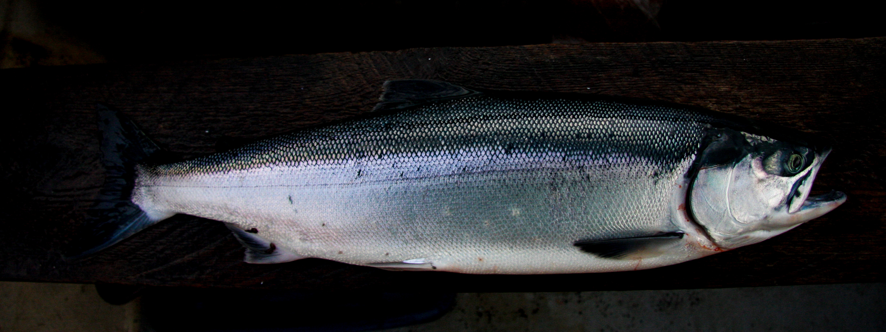 Sockeye on deck Sockeye on deck