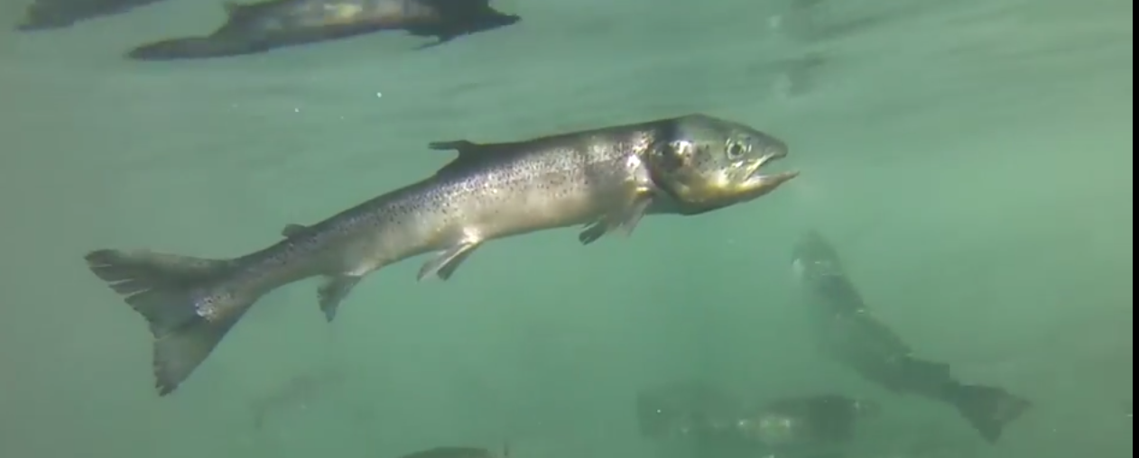 Farm salmon emaciated Farm salmon emaciated