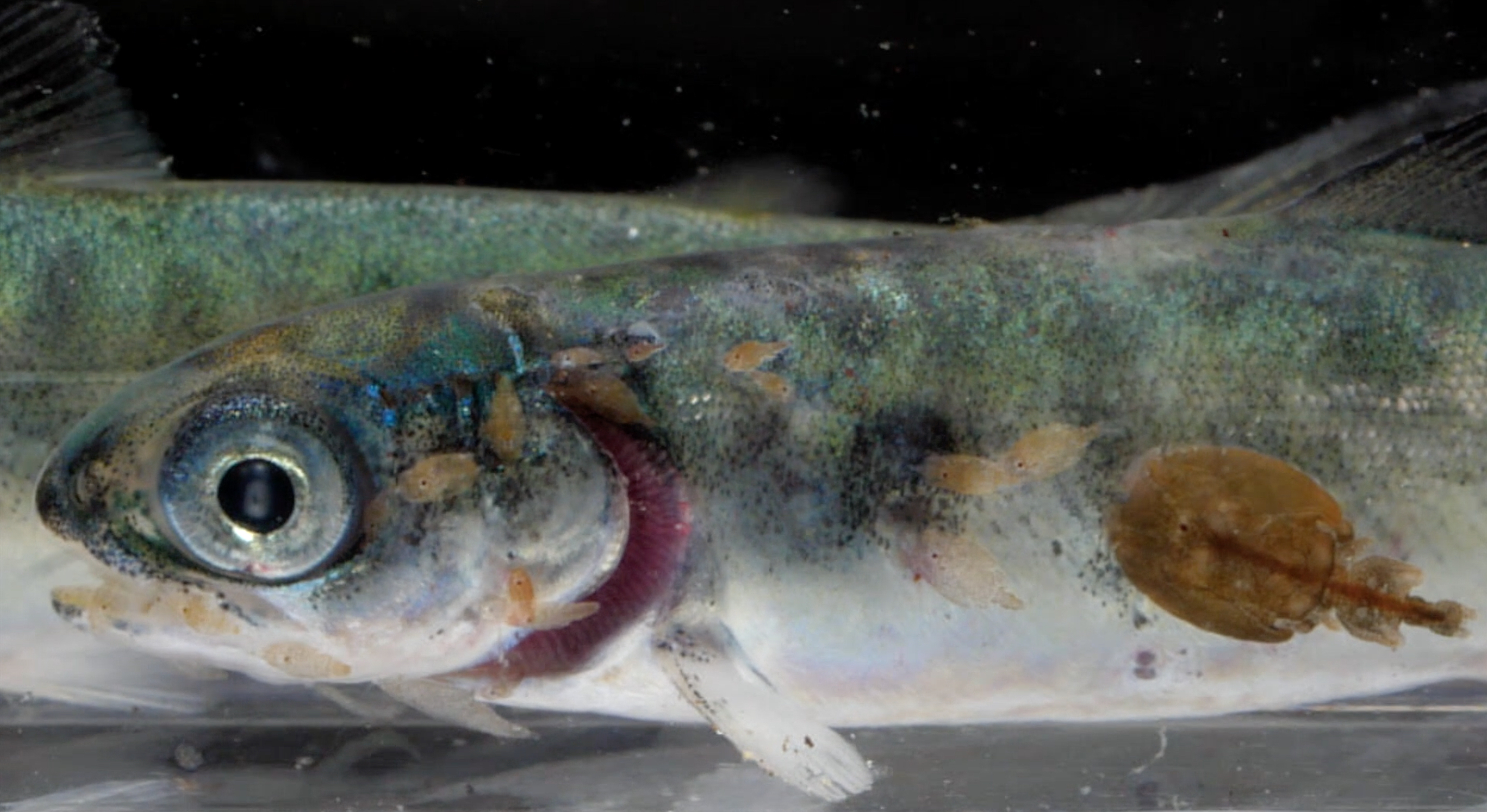 Sea lice on juvenile salmon Clayoquot 2019 by Tavish Campbell Sea lice on juvenile salmon Clayoquot 2019 by Tavish Campbell