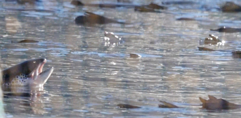 Aug 6 Glacier Gasper & Finners-1