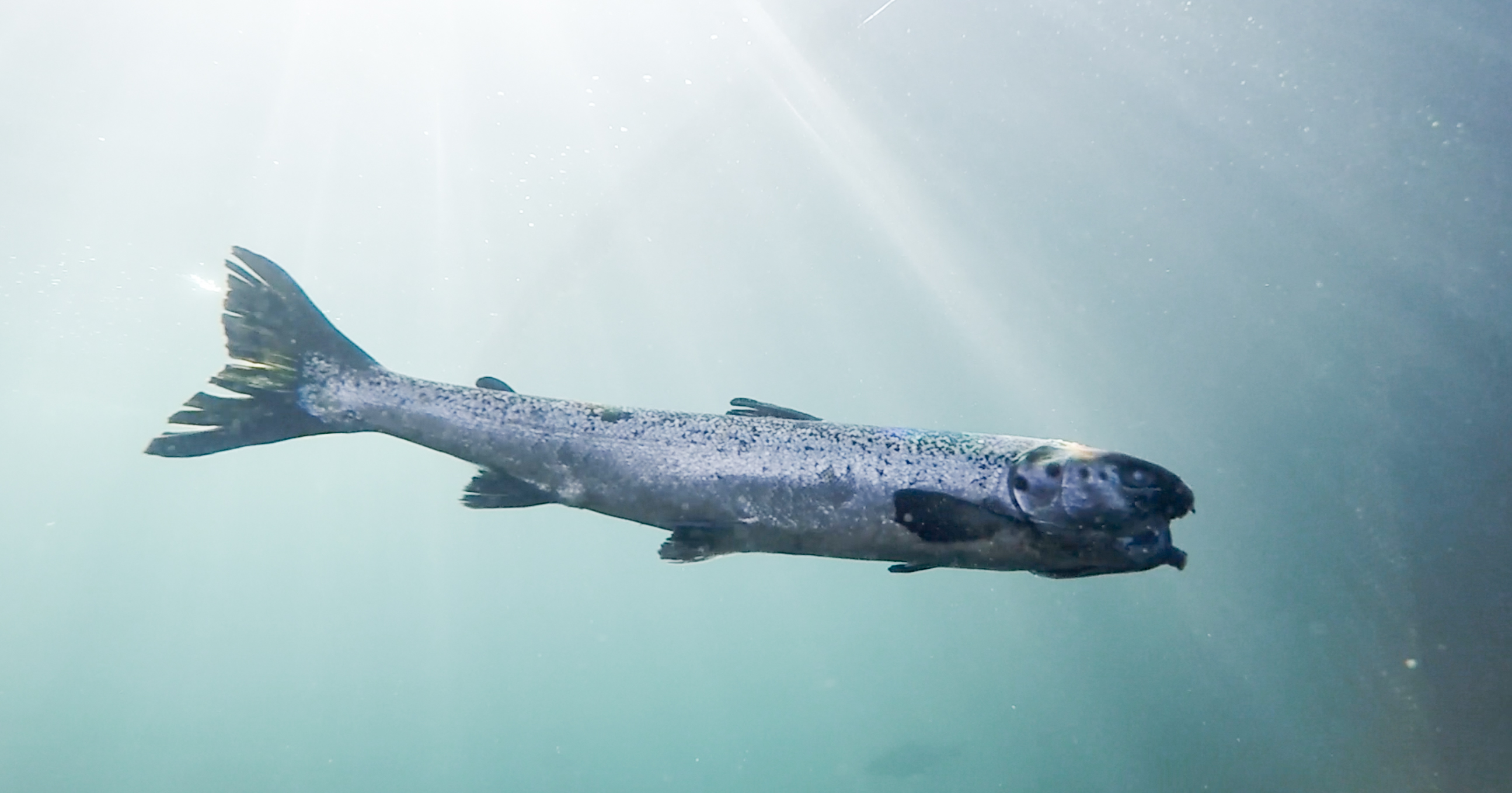 Midsumer Nov 12 emaciated Midsumer Nov 12 emaciated