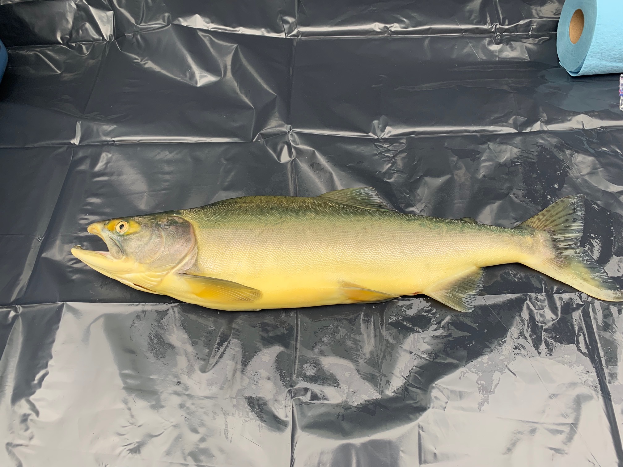 Yale FN fishwheel Sept 23 1 km up frm Qualark - Timber Whitehouse 2 Yale FN fishwheel Sept 23 1 km up frm Qualark - Timber Whitehouse 2