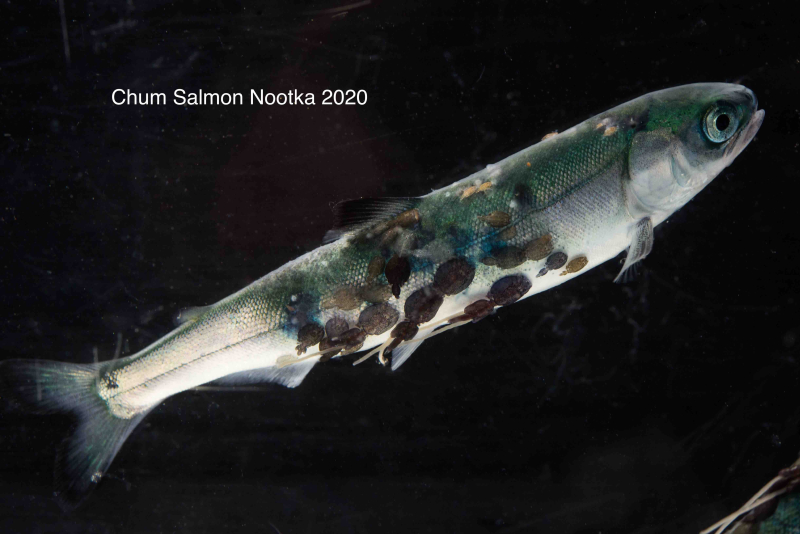 In Nootka Sound you can barely see the fish for the lice - May 22 2020 photo by tavishcampbell-5706 In Nootka Sound you can barely see the fish for the lice - May 22 2020 photo by tavishcampbell-5706